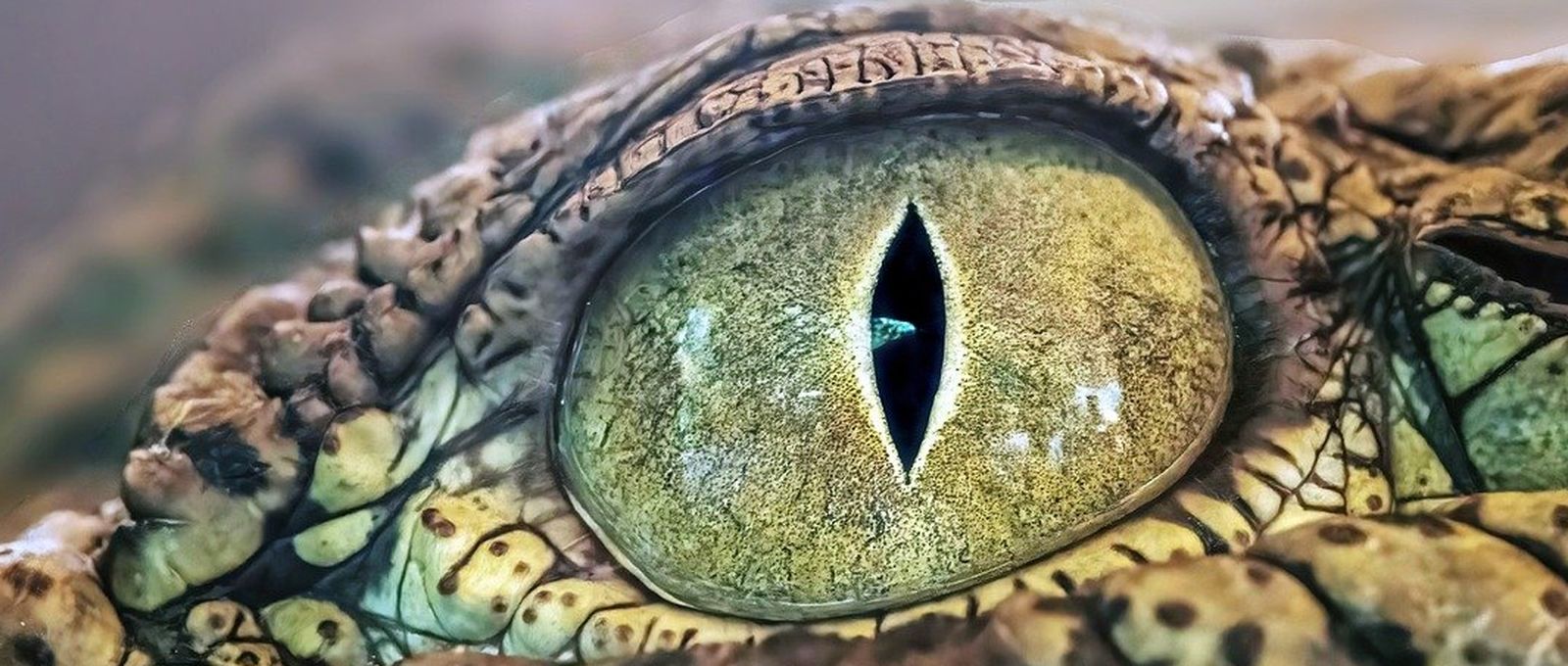 Aligator